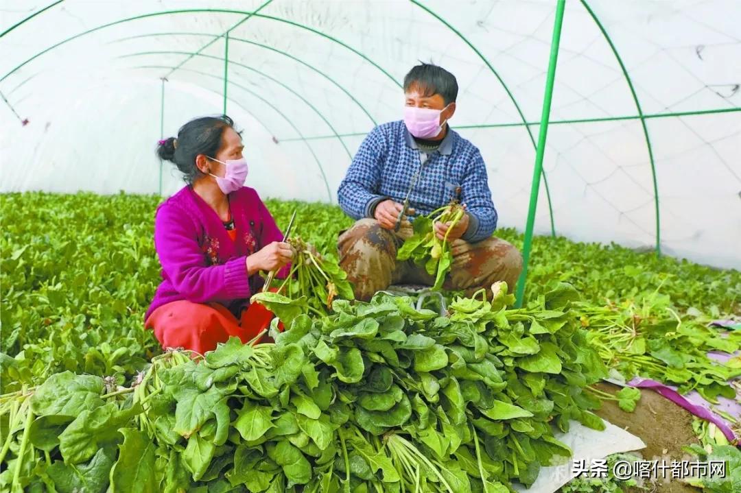 岳普湖县防疫检疫站最新动态报道