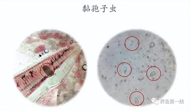 孢子虫特效药最新研究与应用进展