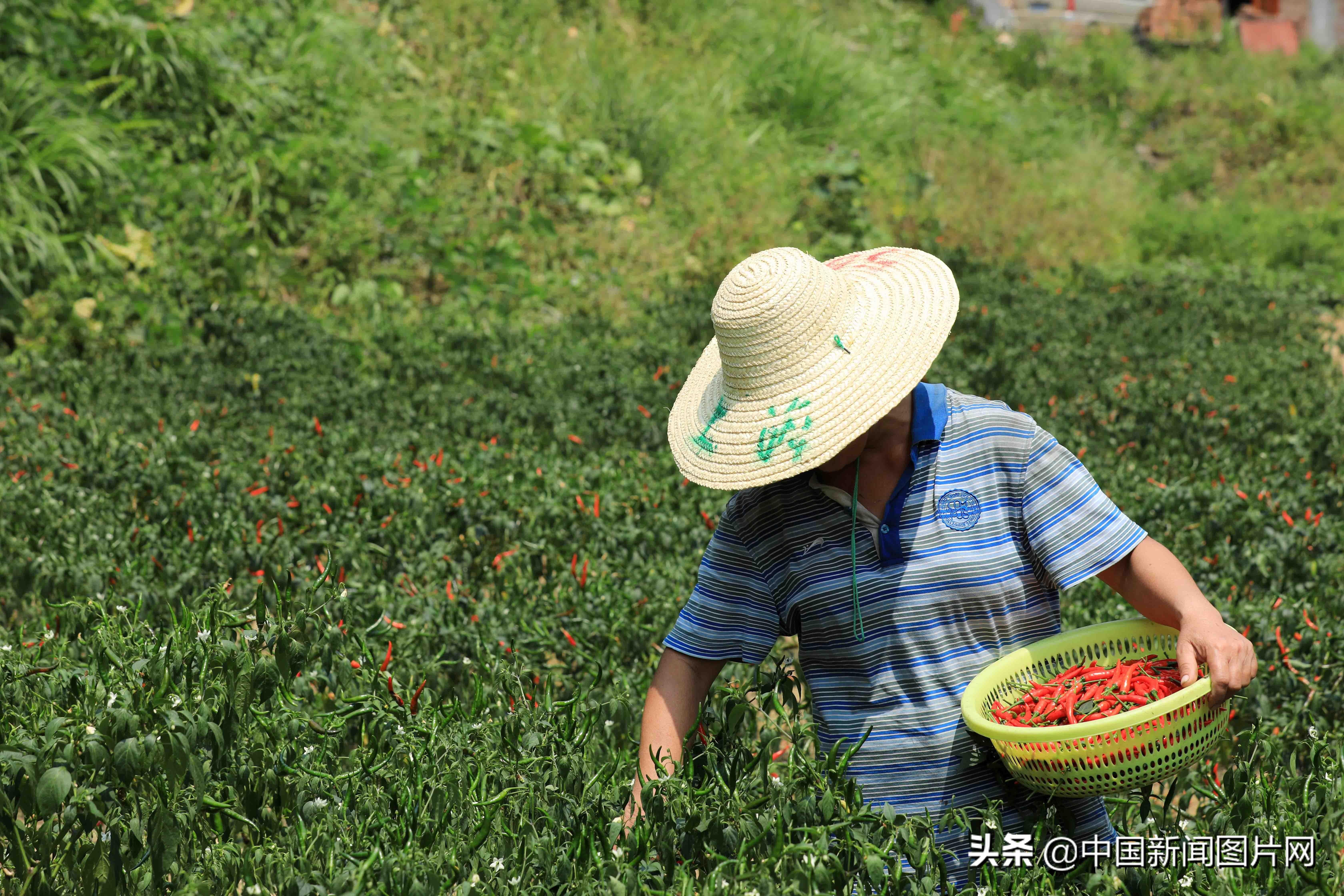 朝天椒最新价格动态与市场分析报告