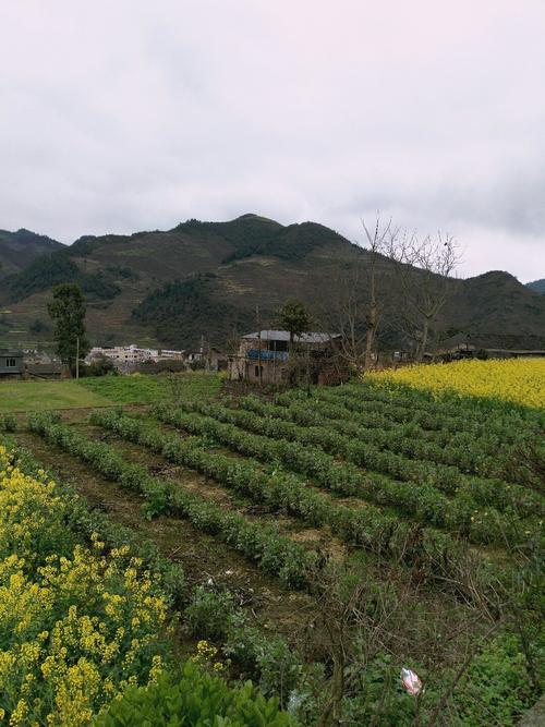 山峰村最新天气预报通知