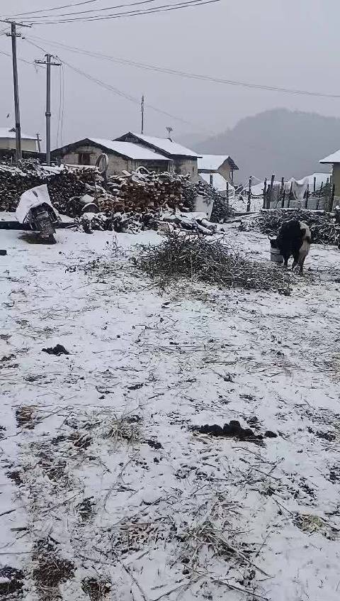 尼雪村最新天气预报通知