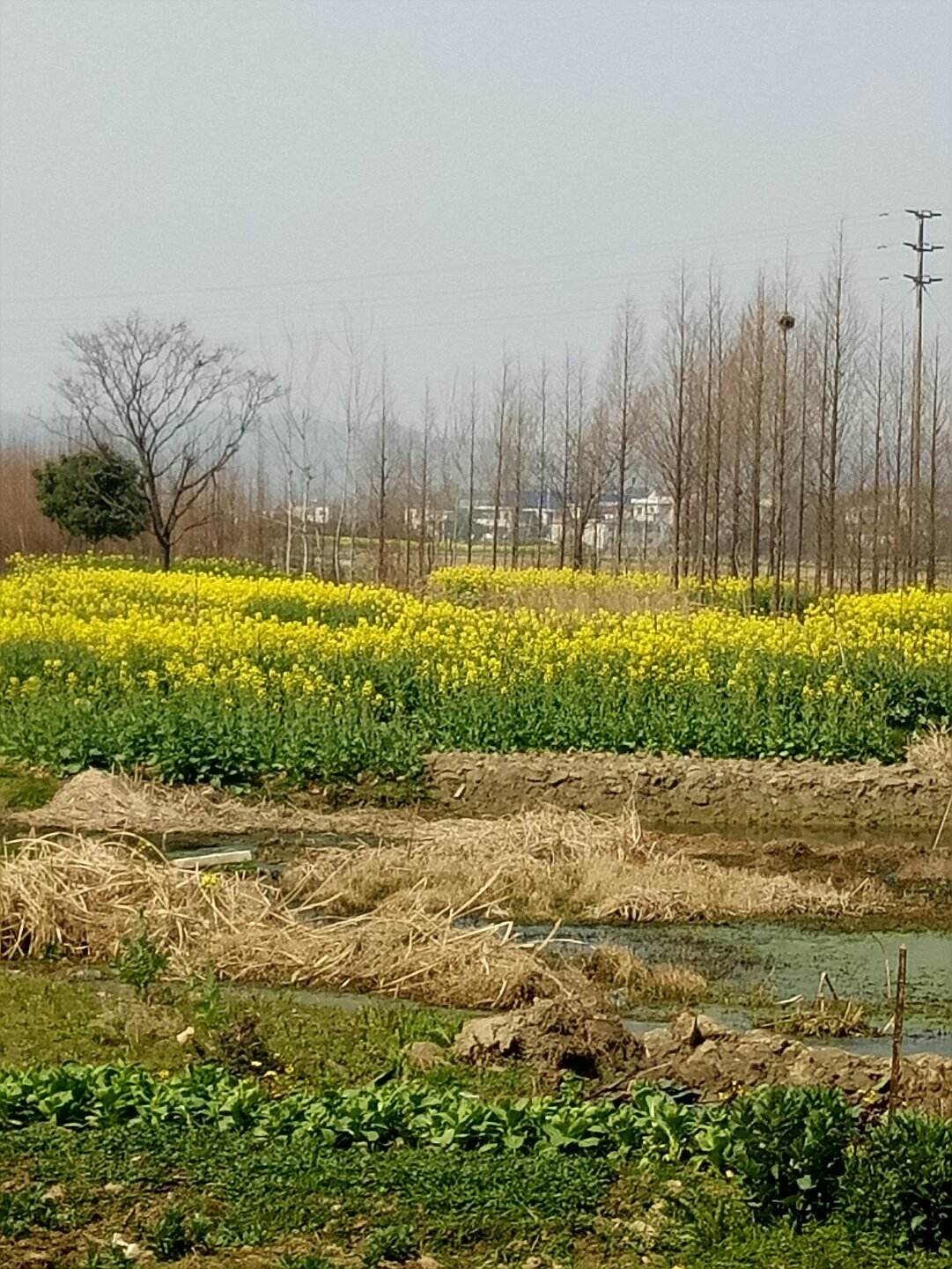 阮桥乡天气预报更新通知